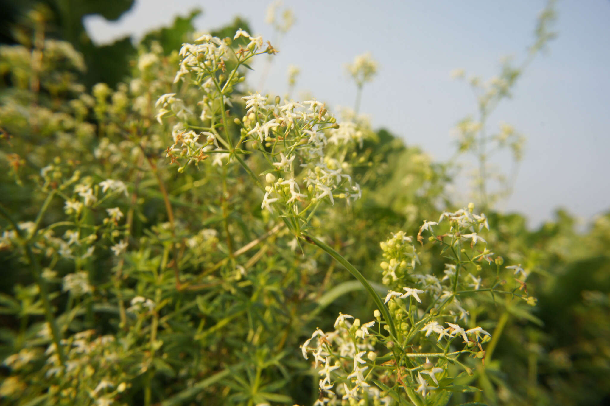 Image of Galium album subsp. album