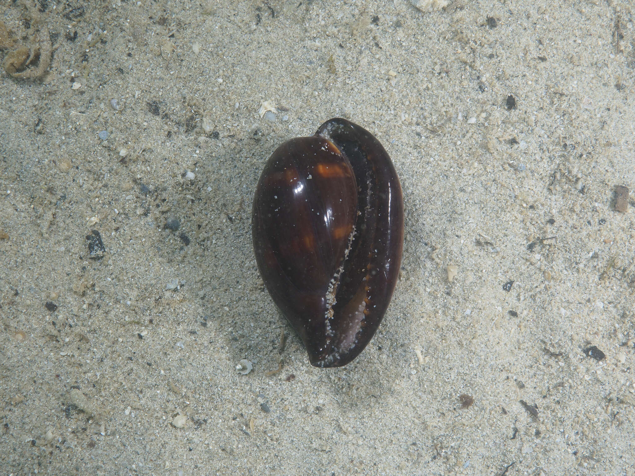 Image of Erronea adusta (Lamarck 1810)
