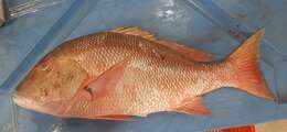 Image of Mutton Snapper