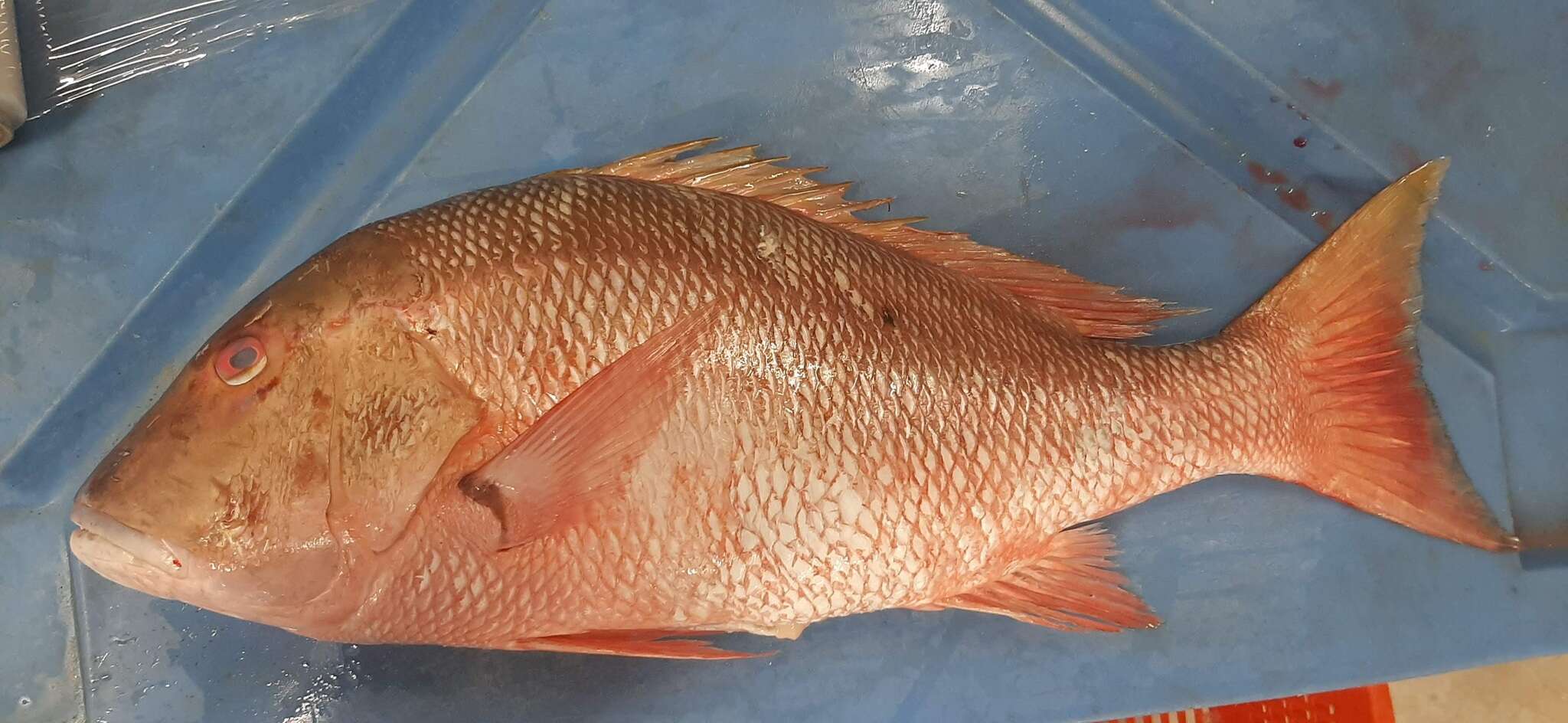 Image of Mutton Snapper