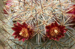 صورة Mammillaria pottsii Scheer ex Salm-Dyck