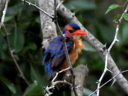 Ispidina picta natalensis (Smith & A 1832)的圖片