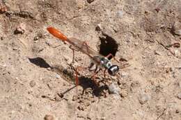 Слика од Ammophila aberti Haldeman 1852