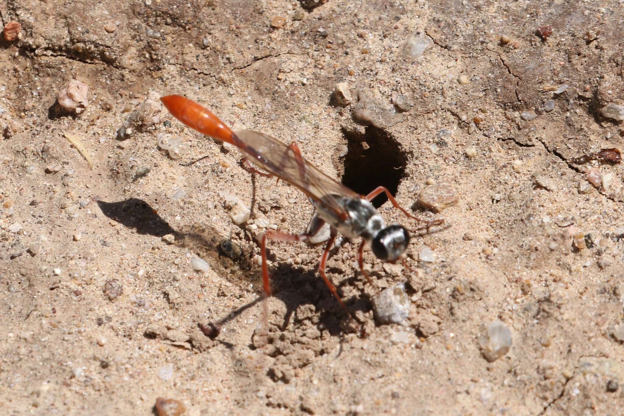 Слика од Ammophila aberti Haldeman 1852