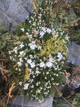 Image of flowery phlox