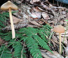 Imagem de Entoloma strictius (Peck) Sacc. 1887