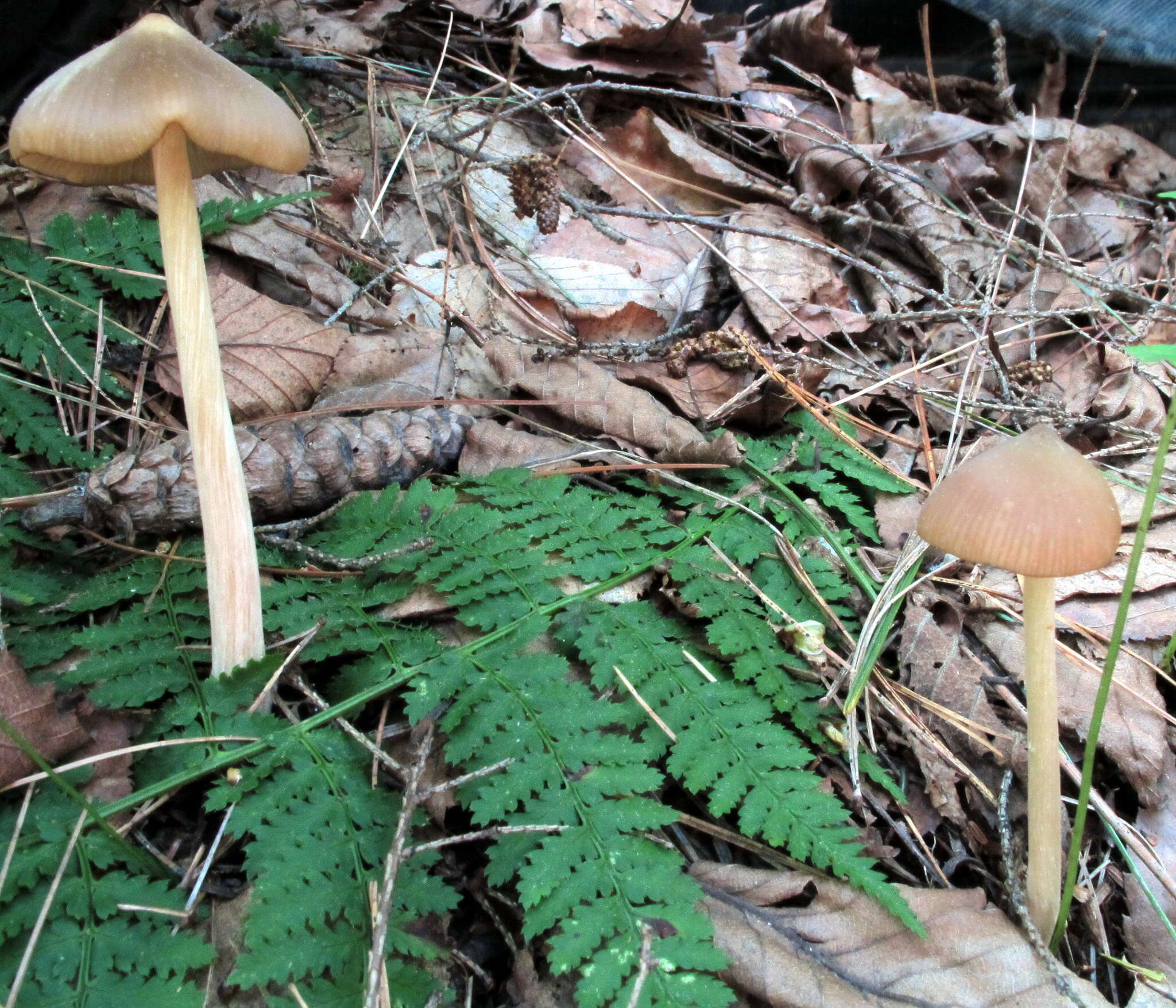 Imagem de Entoloma strictius (Peck) Sacc. 1887