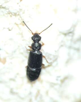 Image of Coryphium angusticolle Stephens 1834