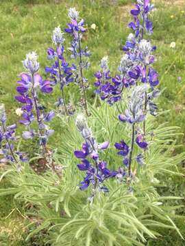 Image of shaggy lupine