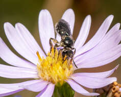 Plancia ëd Lasioglossum pectinatum (Robertson 1890)