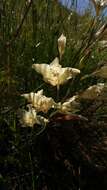 Plancia ëd Gladiolus angustus L.