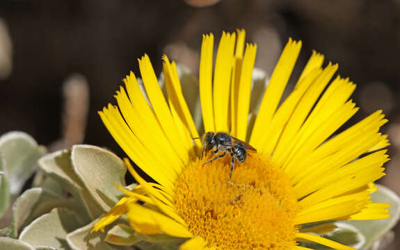 Image of Osmia submicans Morawitz 1870