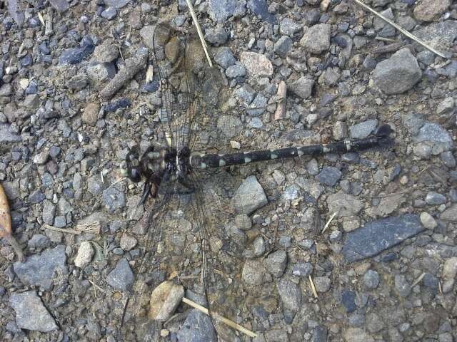 Image of Giant bush dragonflies