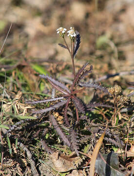 Image of Achillea ptarmicoides Maxim.