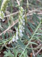 Image of sweetclover vetch