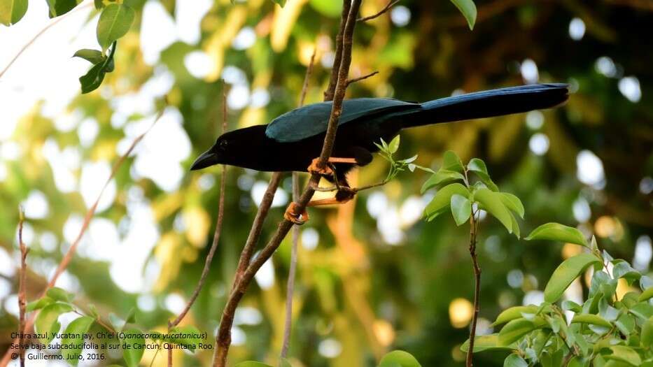 Imagem de Cyanocorax yucatanicus (Dubois & Ajc 1875)