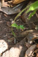 Image of Bolbitis subcrenata (Hook. & Grev.) Ching