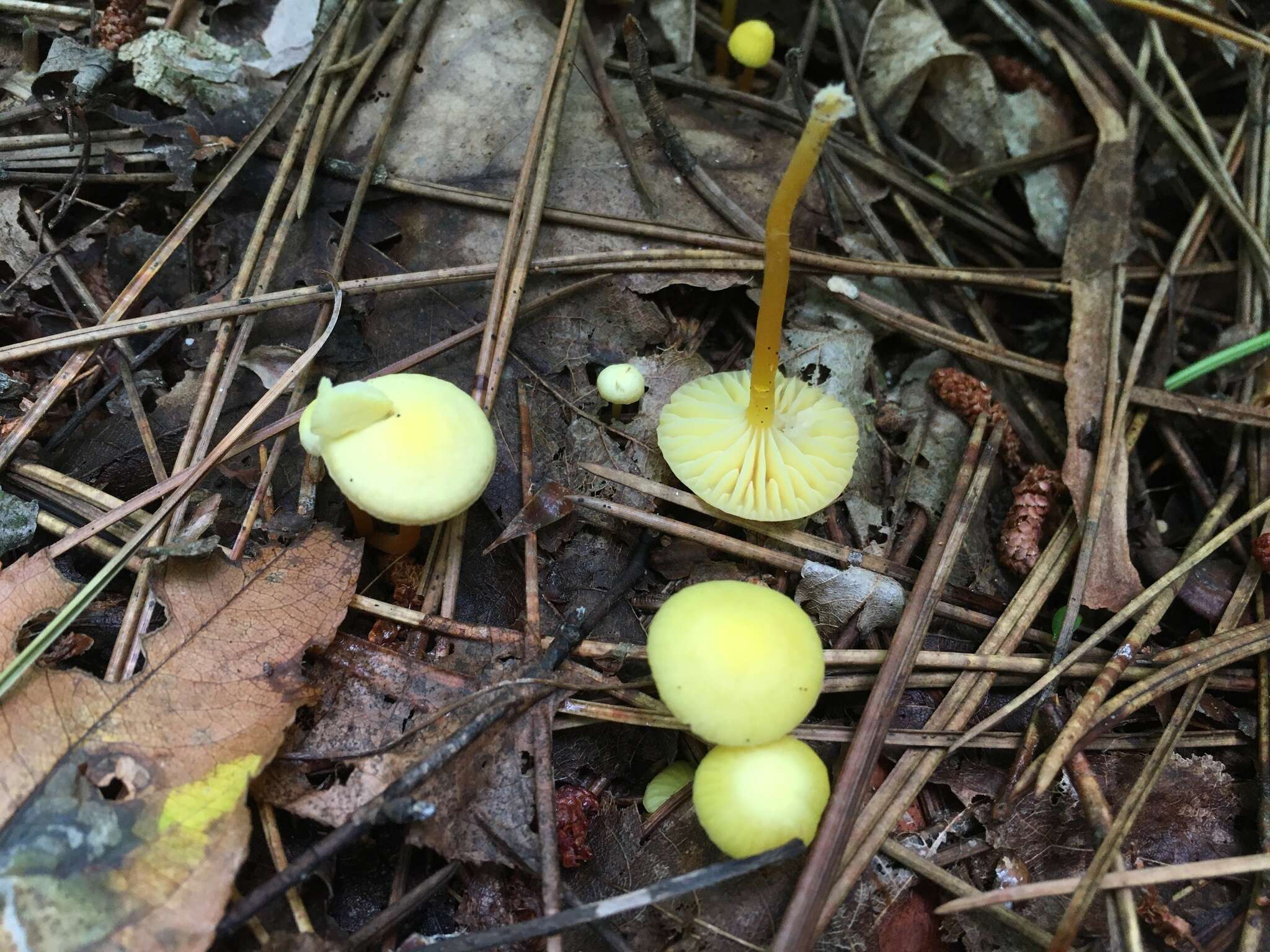 Image of Hygrocybe parvula (Peck) Murrill 1916