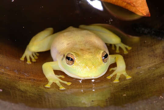 Слика од Phyllodytes luteolus (Wied-Neuwied 1821)