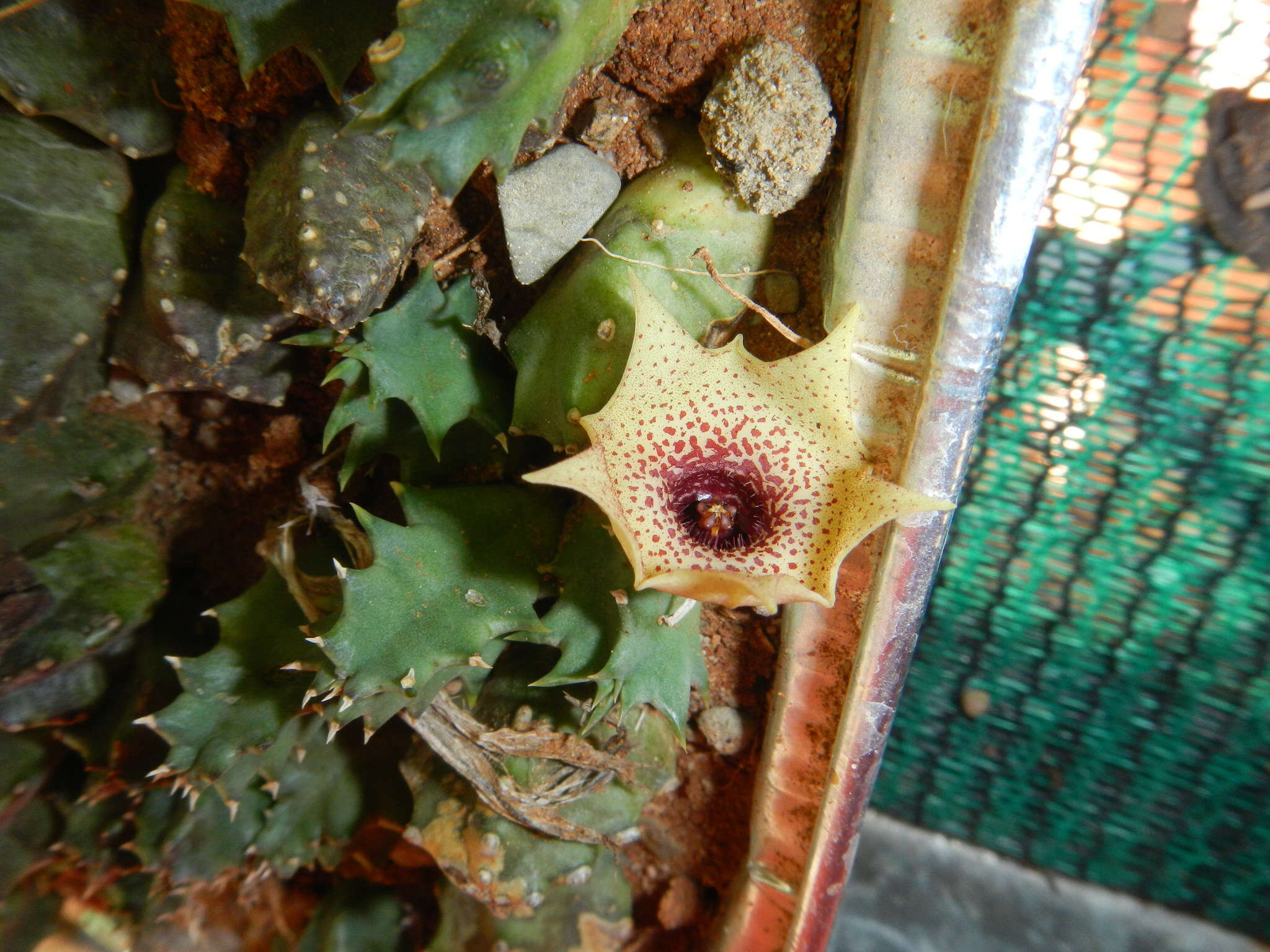 Plancia ëd Ceropegia humilior (L. C. Leach) Bruyns