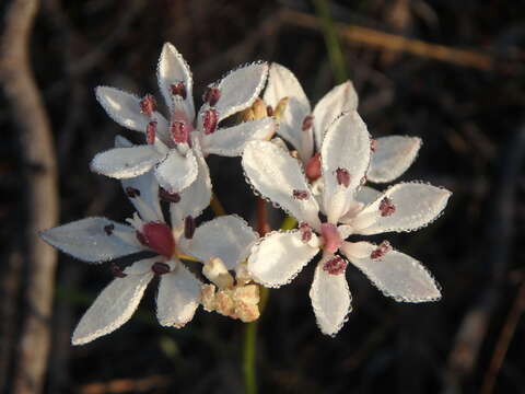 Image of Burchardia umbellata R. Br.