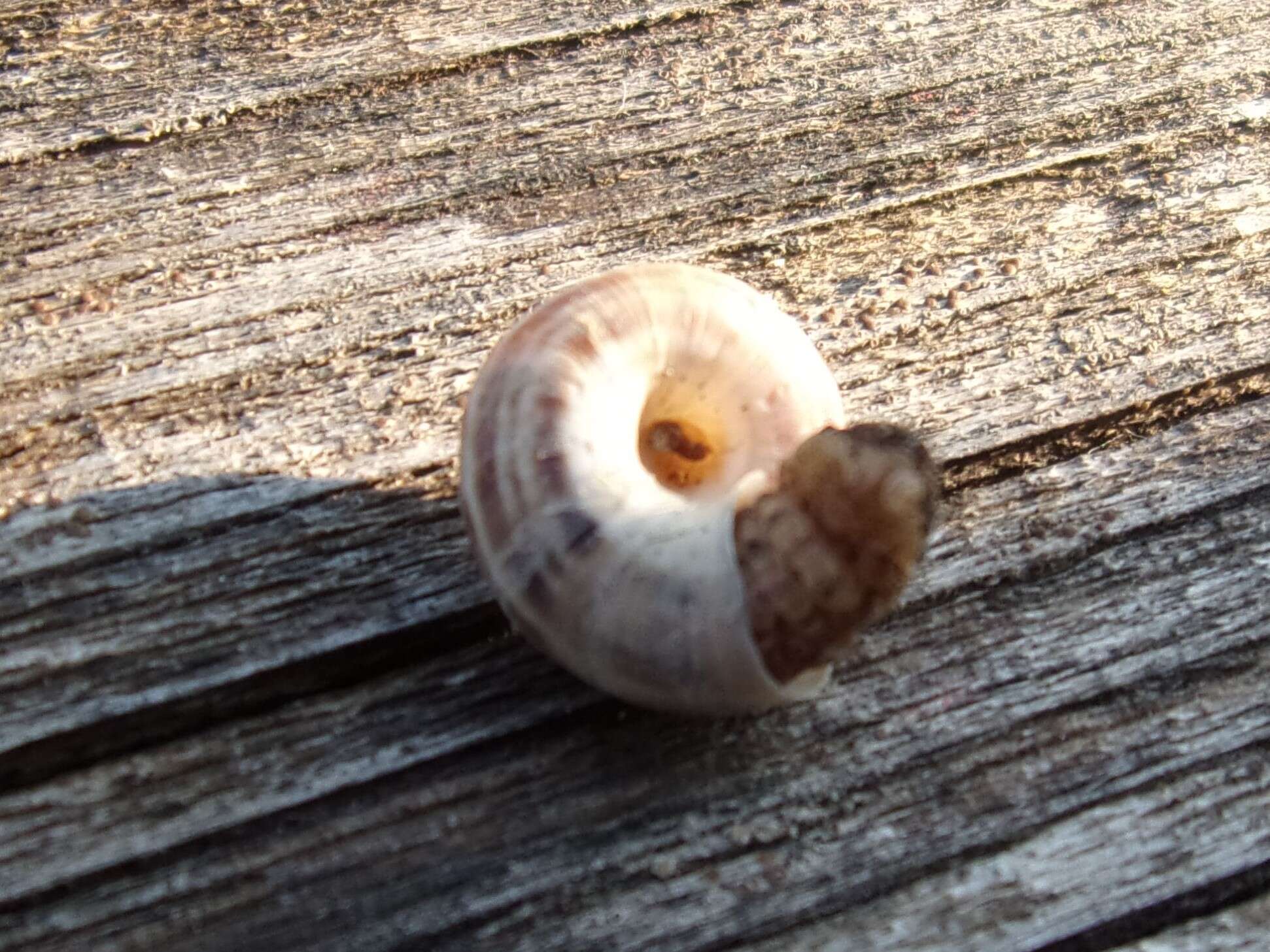 Image of dune snail