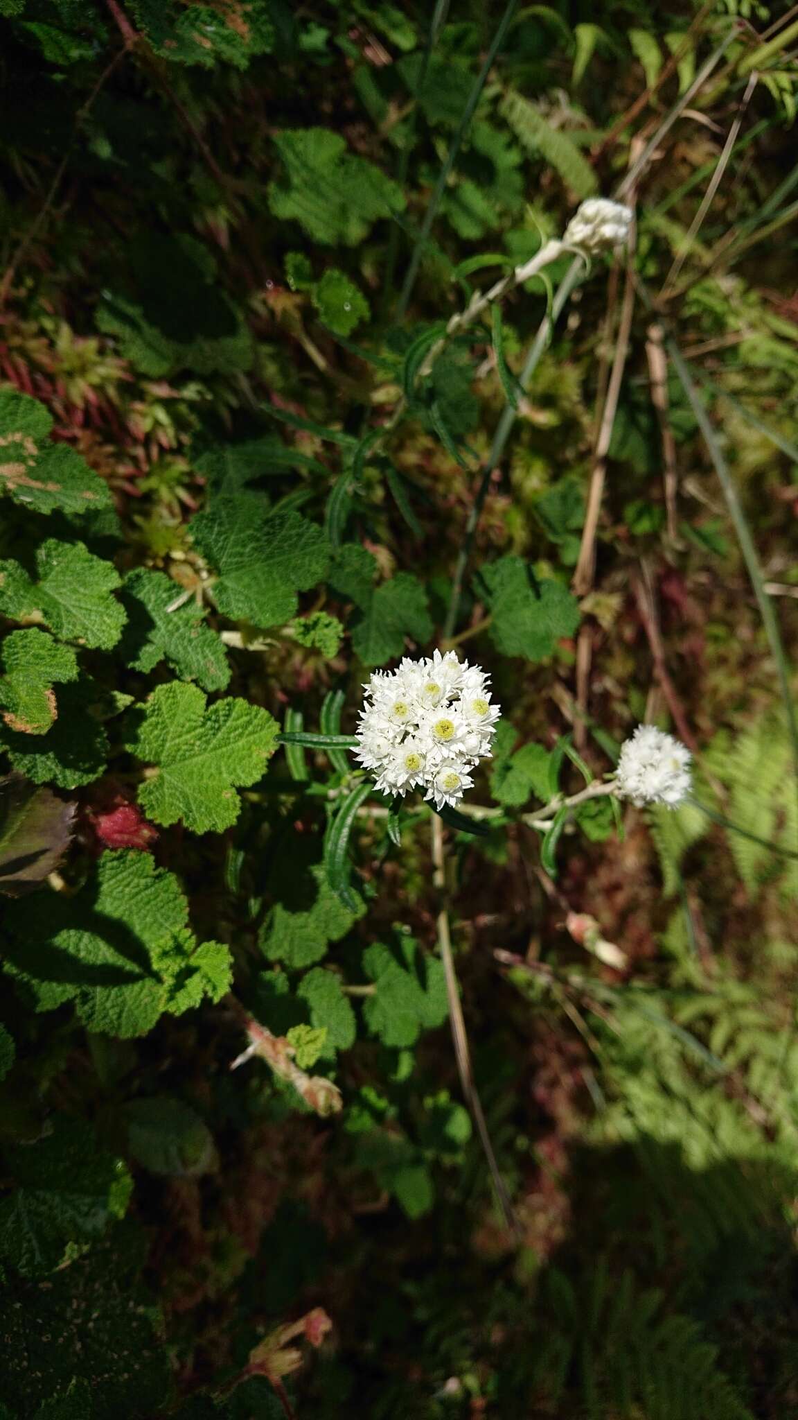 Слика од Anaphalis morrisonicola Hayata