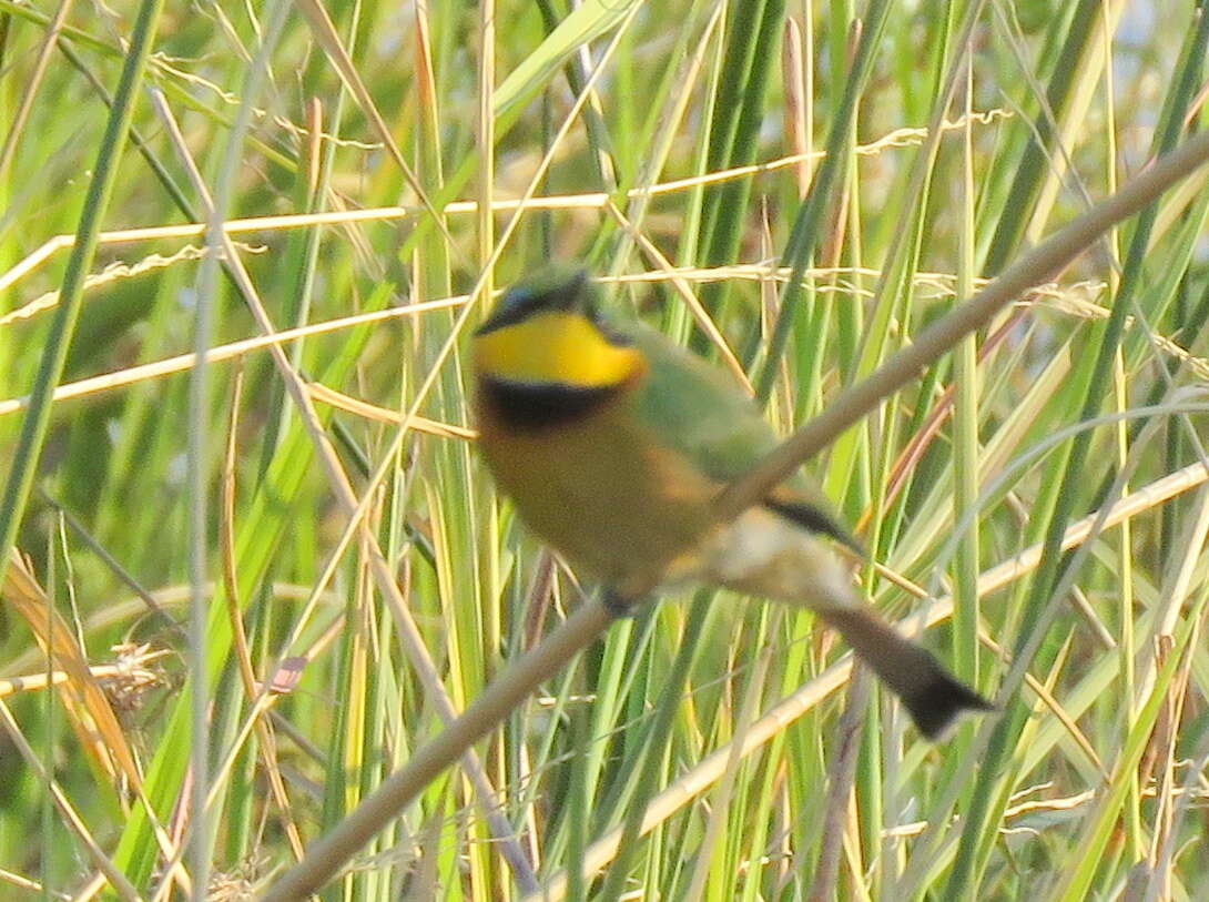 Image of Merops pusillus argutus Clancey 1967