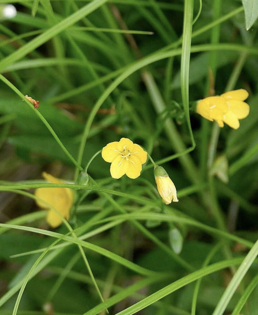 Image of Hammond's claytonia