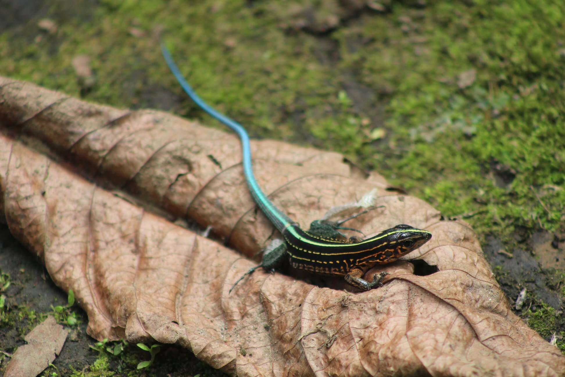 Image of Four-lined Ameiva