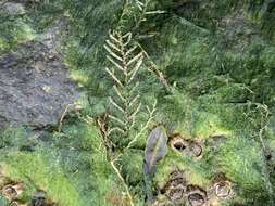 Image of garland hydroid