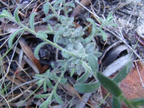 Image of Heliophila subulata Burch. ex DC.