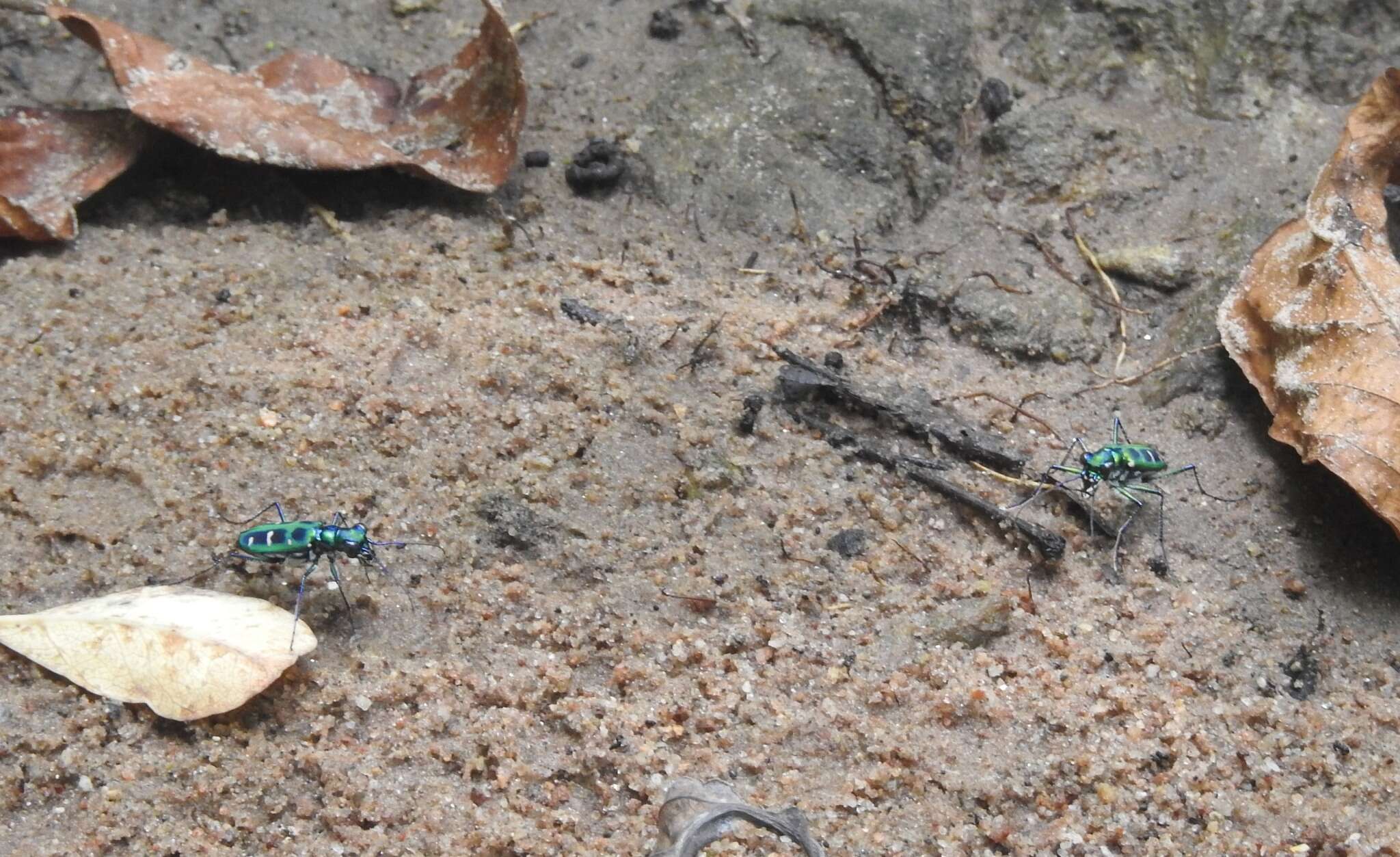 Imagem de Cicindela (Cosmodela) barmanica Gestro 1893