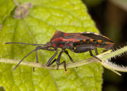 Image of Piezogaster rubropictus (Montandon 1897)