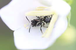 Lasioglossum costulatum (Kriechbaumer 1873)的圖片