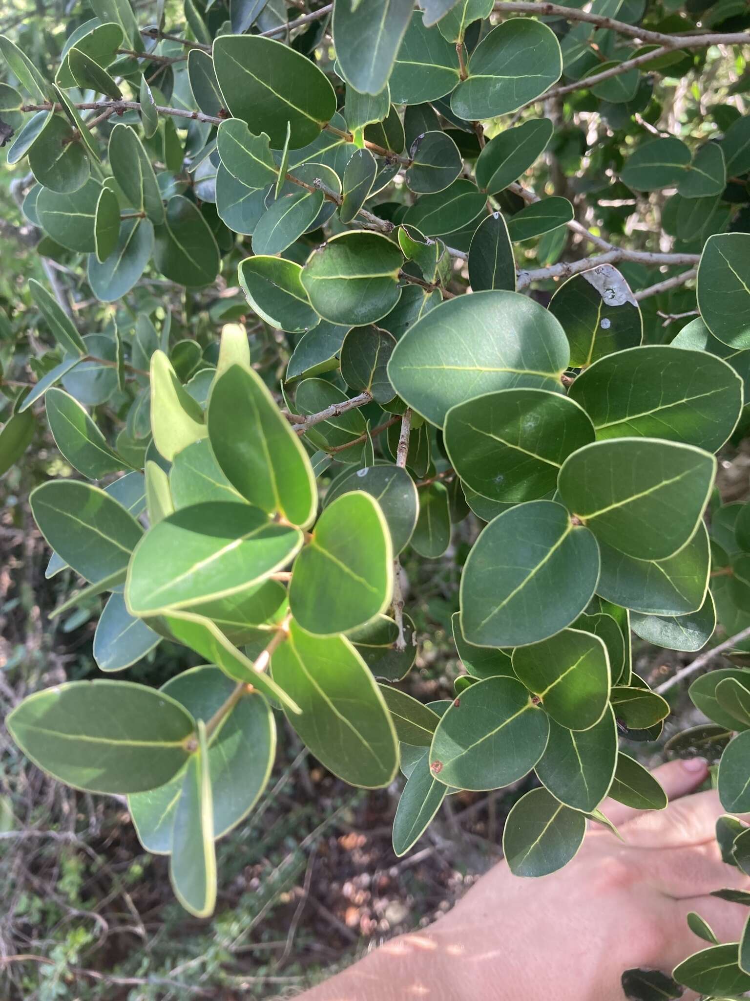 Image of Eugenia cordata var. cordata