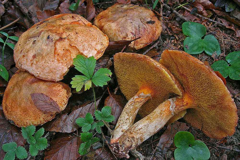 Image of Suillus tridentinus (Bres.) Singer 1945