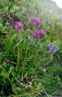 Image de Oxytropis adamsiana (Trautv.) Jurtzev