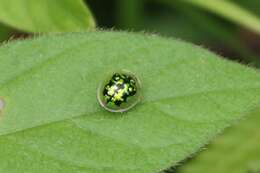 Image of Tortoise beetle