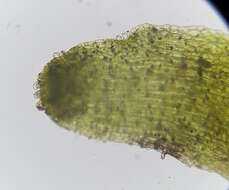 Слика од Riccardia multifida (L.) Gray