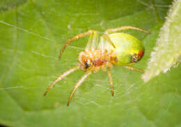 Image of Cucumber green spider