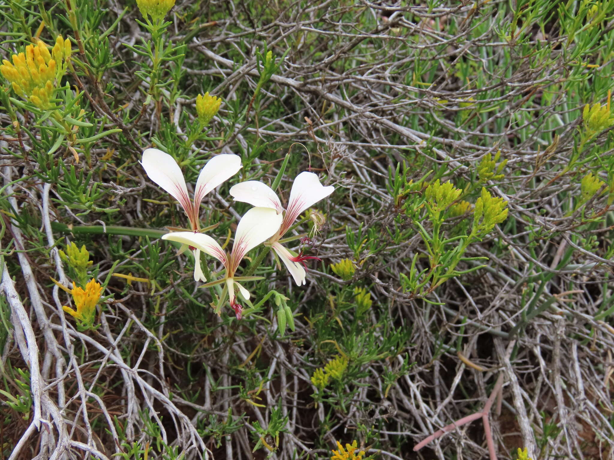 Image of Pelargonium tetragonum (L. fil.) L'Her.