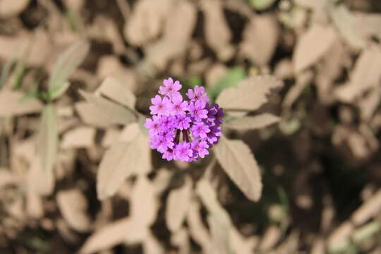 Image of Glandularia scrobiculata (Griseb.) Tronc.