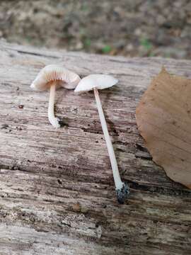 Image of Pluteus velutinus C. K. Pradeep, Justo & K. B. Vrinda 2012