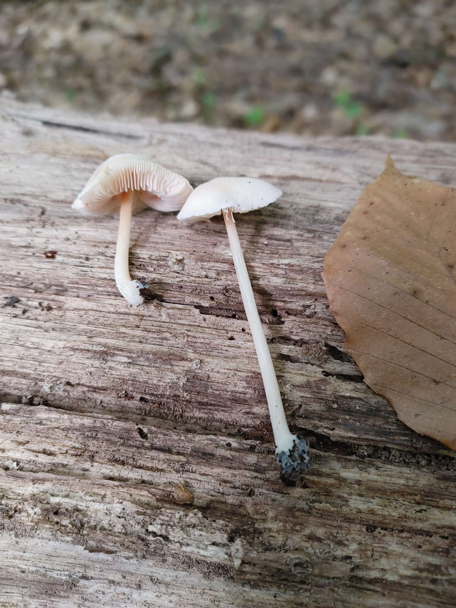 Image of Pluteus velutinus C. K. Pradeep, Justo & K. B. Vrinda 2012