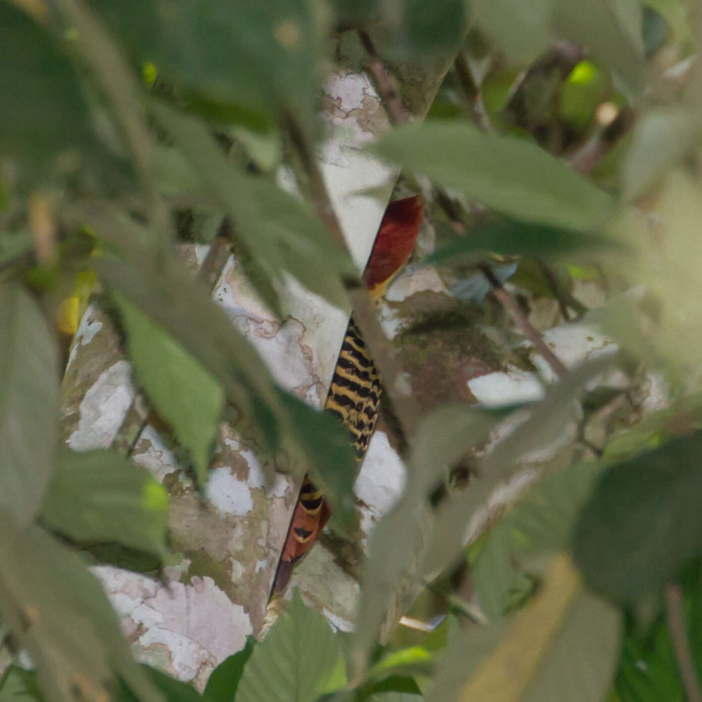 Image of Rufous-headed Woodpecker