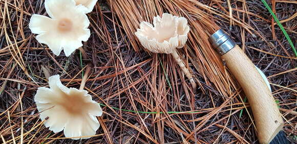 Image of Rhodocollybia incarnata (G. Stev.) J. A. Cooper 2014