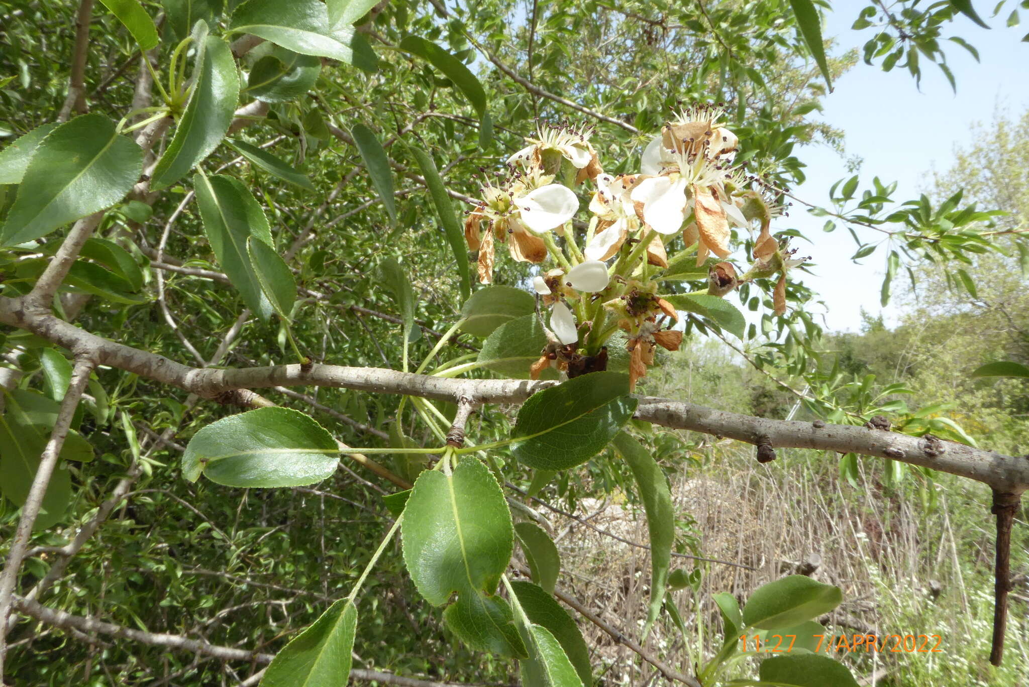 Plancia ëd Pyrus syriaca Boiss.