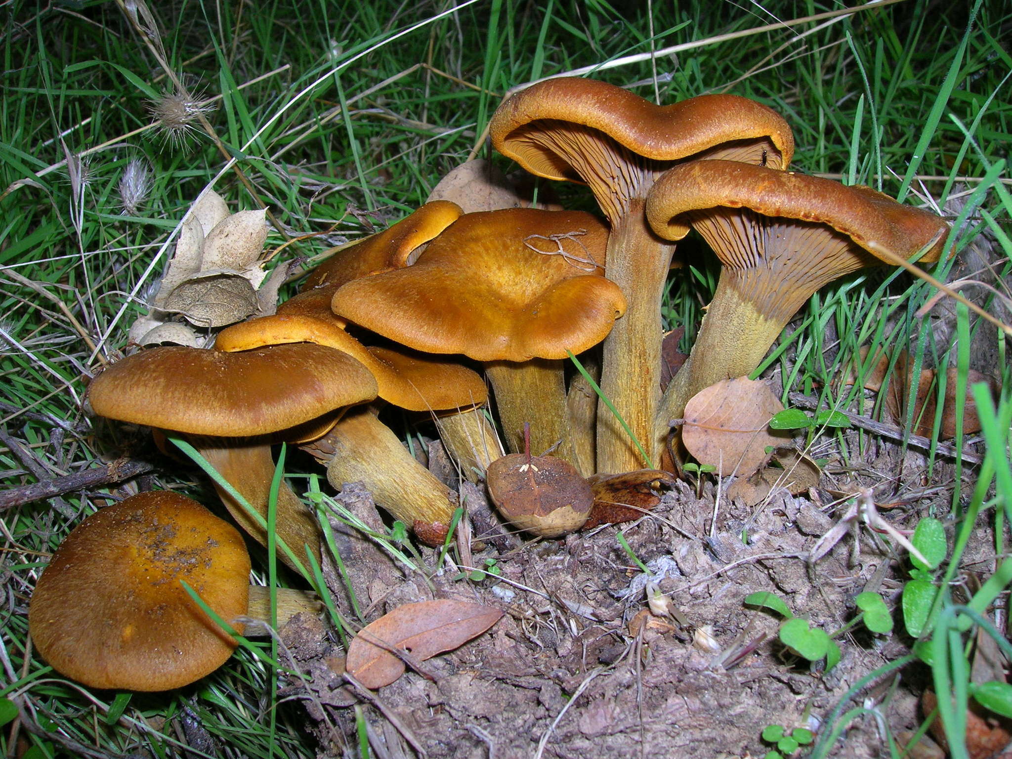 Image of western jack-o'-lantern mushroom