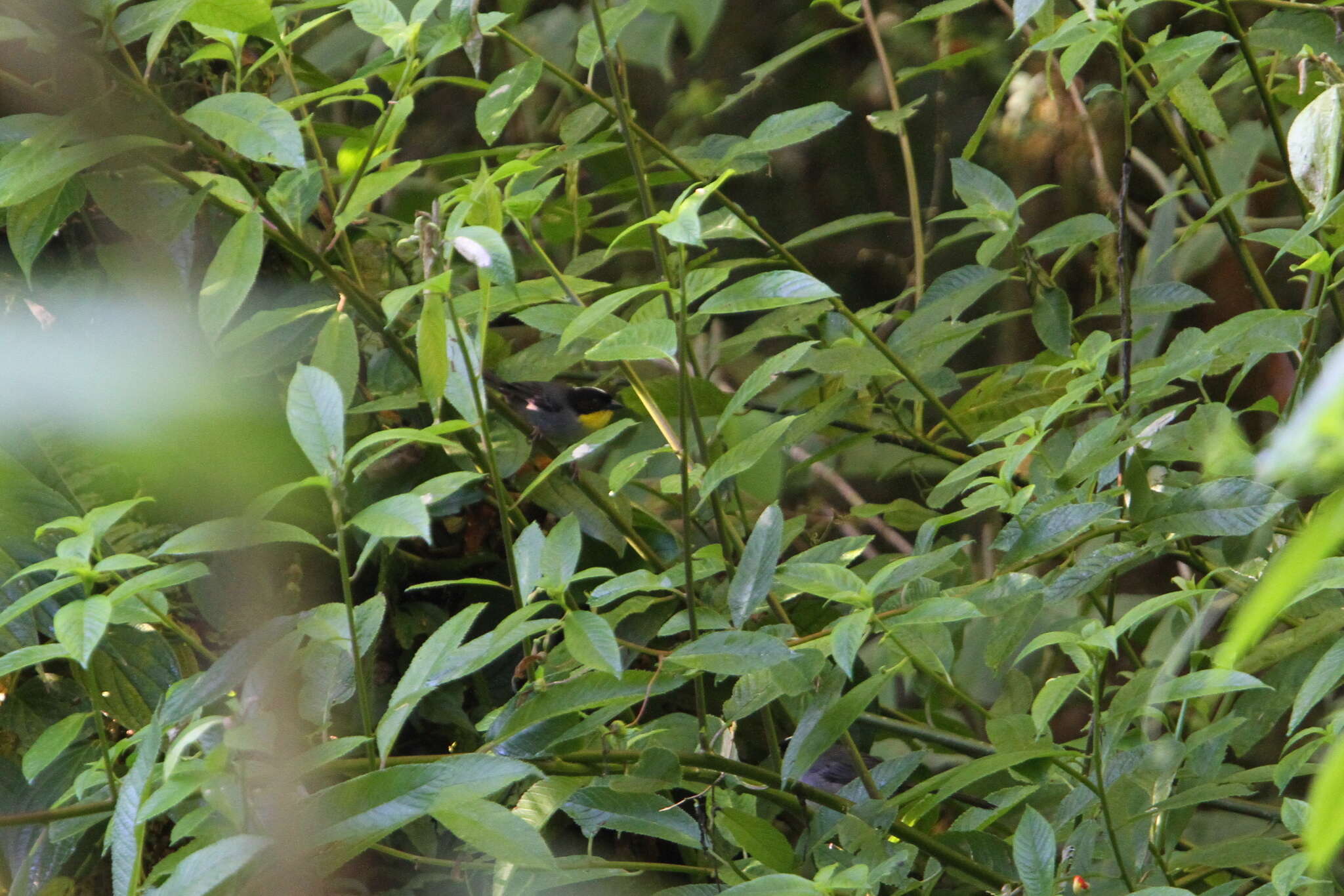 Atlapetes albinucha gutturalis (Lafresnaye 1843) resmi